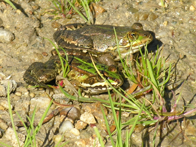 Classificazione di una rana - Pelophylax sp. (Sicilia)